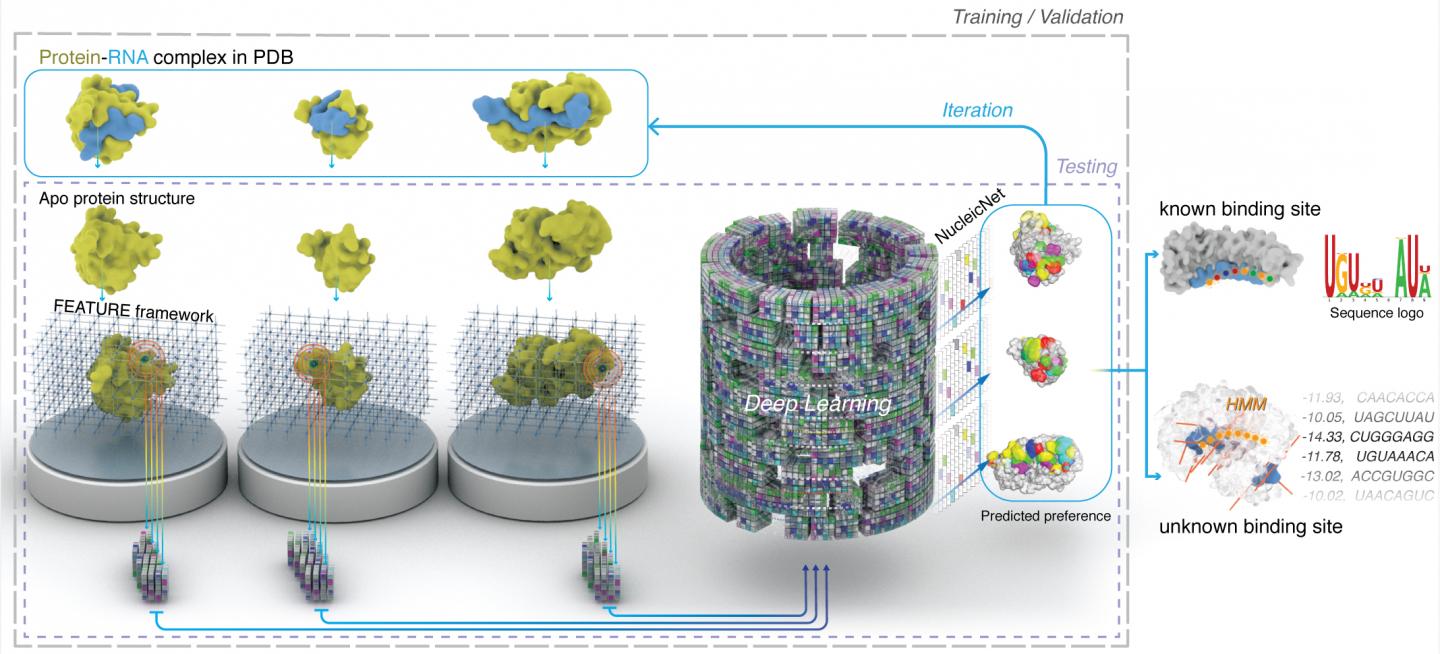 AI Reveals Nature of RNA-Protein Interactions