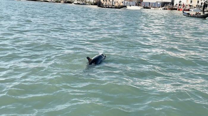 Bottlenose dolphin in Venice