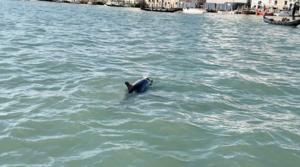 Bottlenose dolphin in Venice