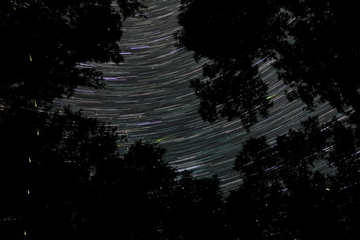 Fireflies at night