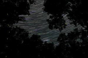 Fireflies at night