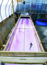 Shark Flume