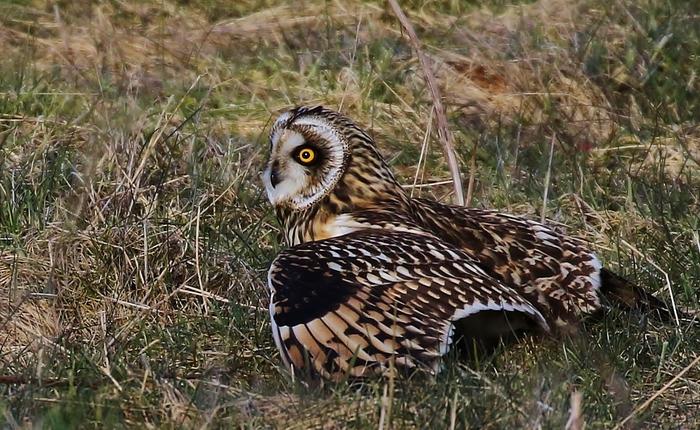Short-eared Owl landing