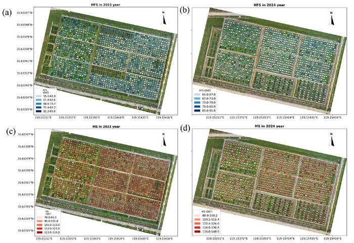 Field scale phenological mapping results for HFS and MS in 2023 and 2024.