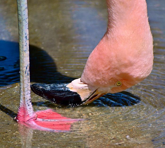 Flamingo feeding