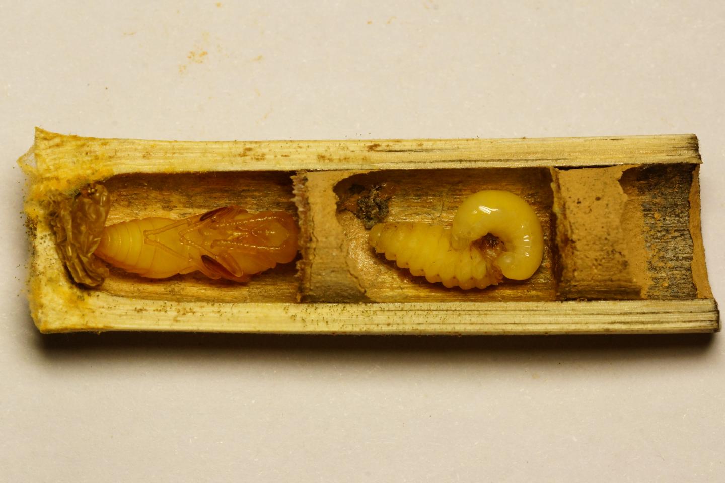 Wasp parasitoid