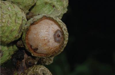 Acorn