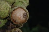 Acorn