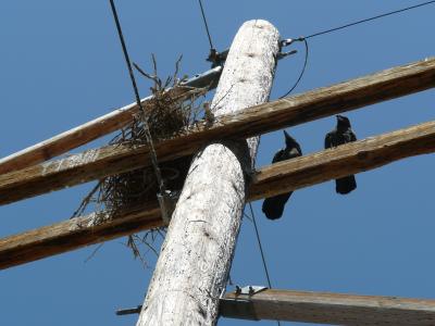 Raven's Nest