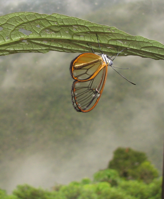 The Andean butterfly Hypomenitis enigma