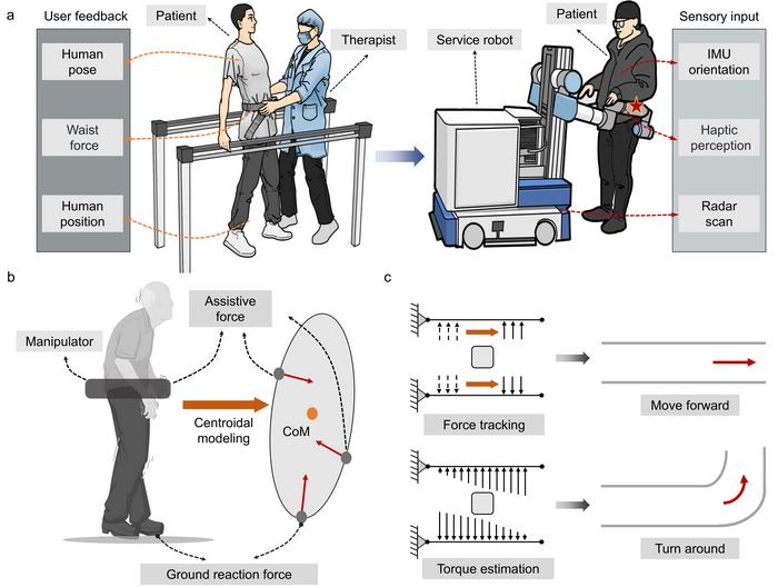 A torso-coupled walking-support robot reads movement intent through touch
