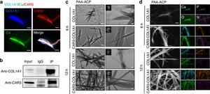CAR3 protein found to promote collagen mineralization and strengthen bone formation