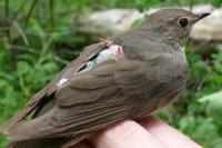 Songbird (2 of 3)