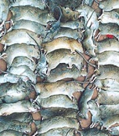 Black Rats