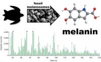Melanin Composite