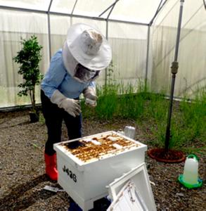 Researcher taking samples from a beehive.