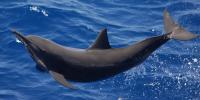 Eastern Spinner Dolphin