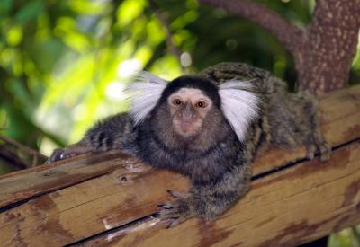 The Common Marmoset
