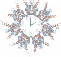 Alternative Splicing Variants