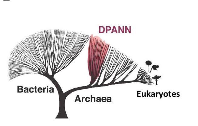 The Undinarchaeota