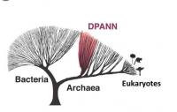 The Undinarchaeota