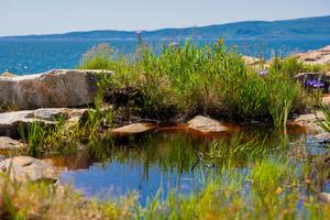 Maine's coastal ecosystem