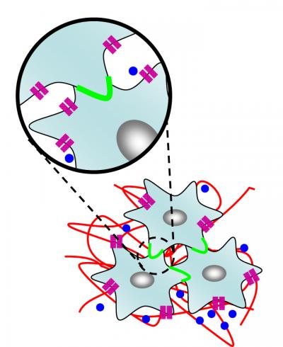 Cell to Cell Adhesion