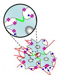 Cell to Cell Adhesion