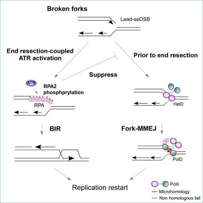 Scripps Research scientists uncover new mechanism cancer cells use to survive DNA damage