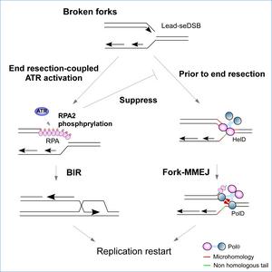 Scripps Research scientists uncover new mechanism cancer cells use to survive DNA damage