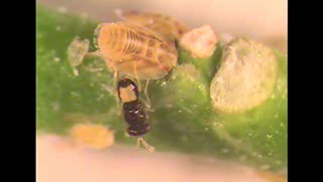 <em>Tamarixia radiata</em> Parasitizing Asian Citrus Psyllid