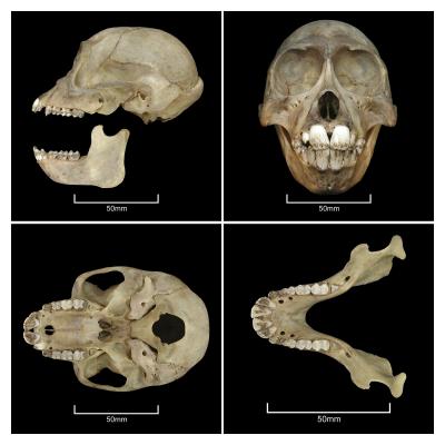 Skull of New Money