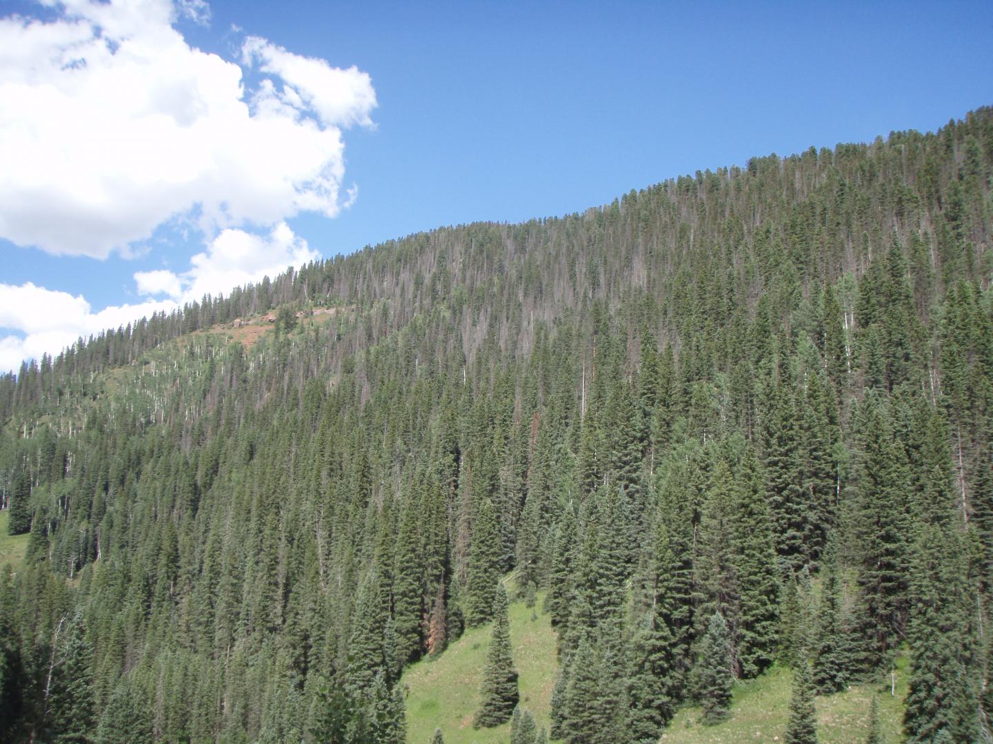 Drought's Legacy on Trees Is Worth Modeling (5 of 6)