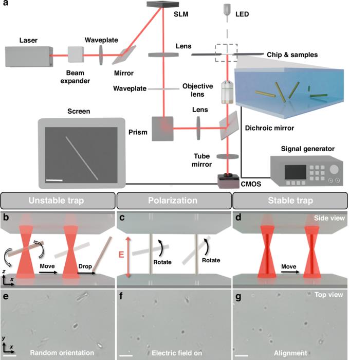 Schematic of the setup and nanowire electric field alignment.