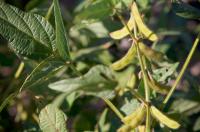 Soybeans