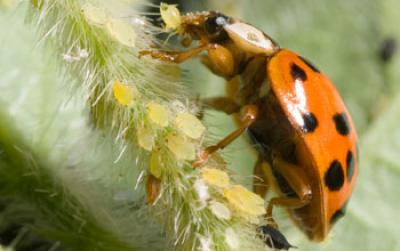Ladybeetle.
