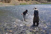 Collecting Insects