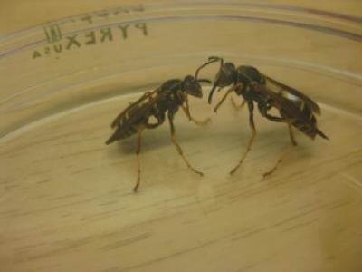 Two Wasps