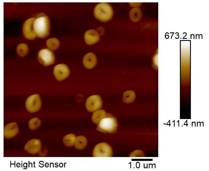Toroidal topological structures under atomic force microscopy