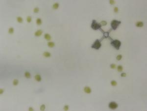 Microscopic rotator