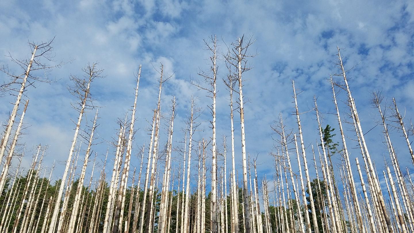 Red Pine Scale Damage