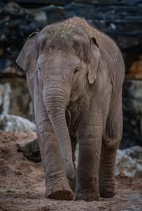 Female calf 2