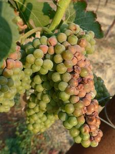 Climate change has affected wine regions worldwide, but with uneven impacts