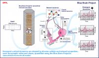 Infographic: How Neurons Find Order Amidst Chaos