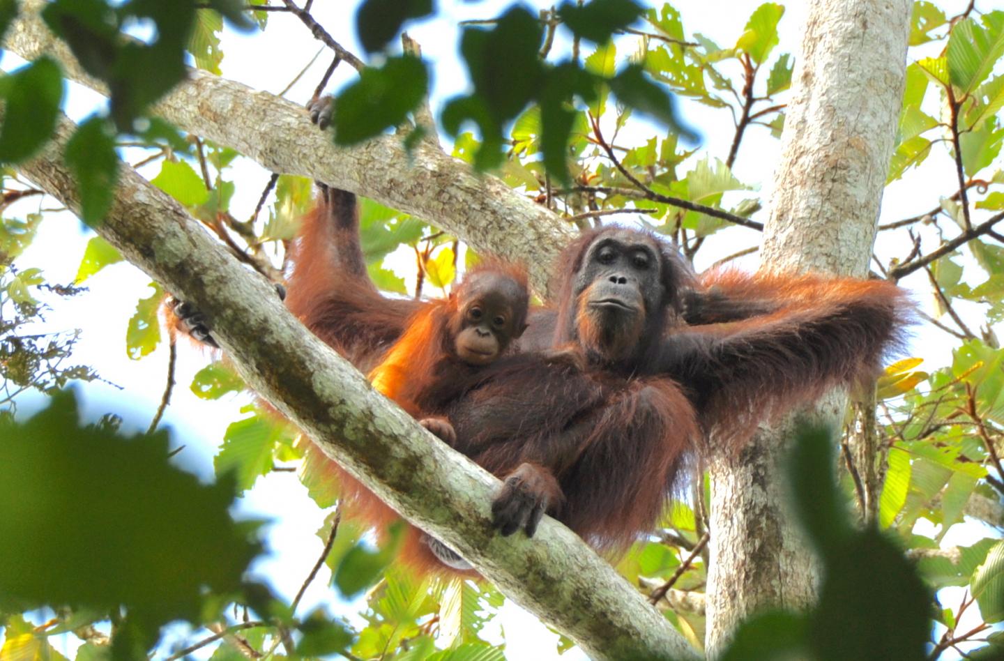 Two Orangutans
