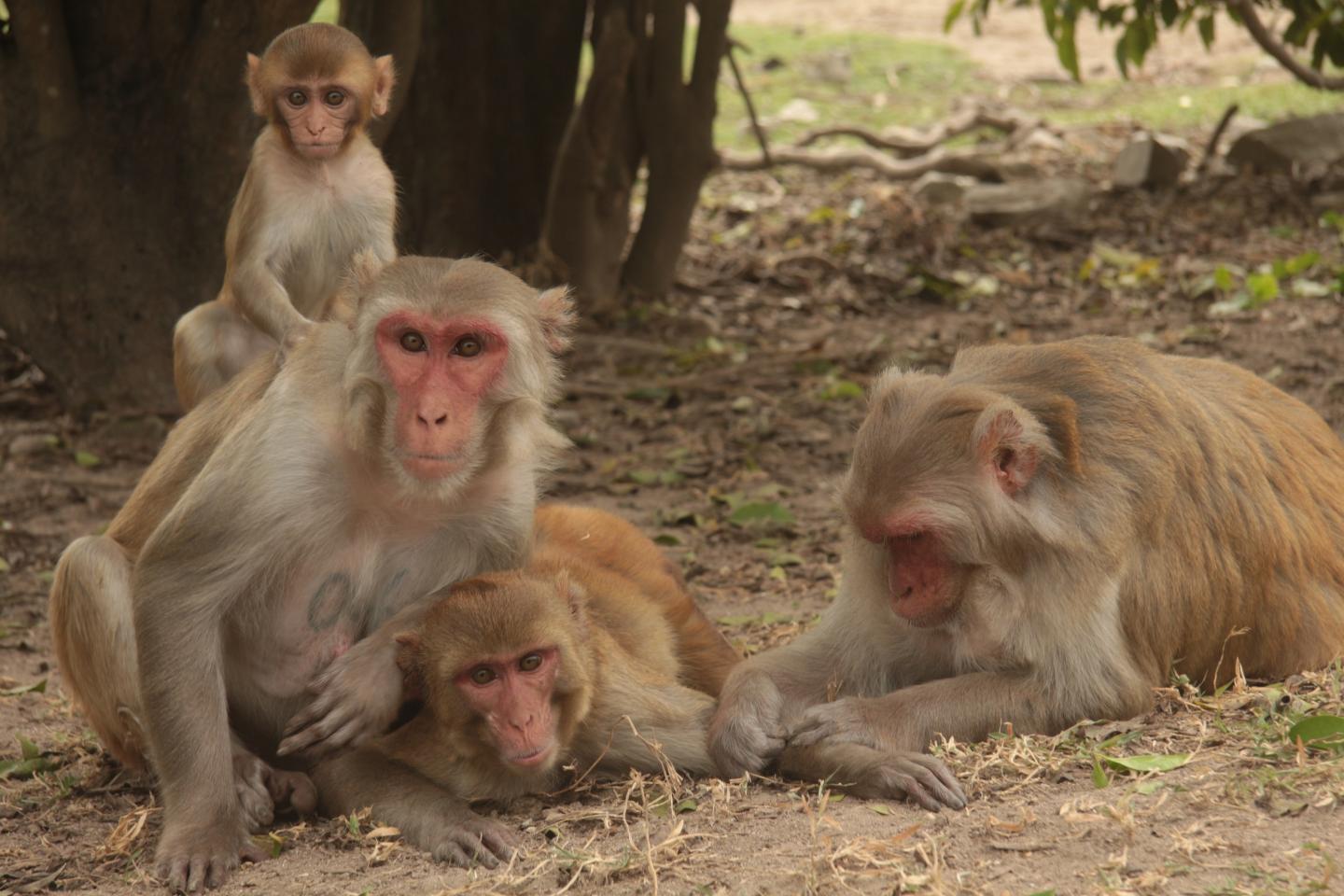 Rhesus Macaque