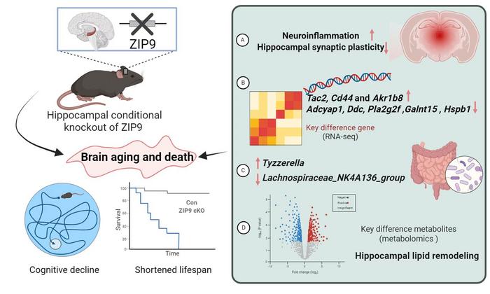 How hippocampal Zip9 deletion accelerates brain aging and shortens lifespan in mice.