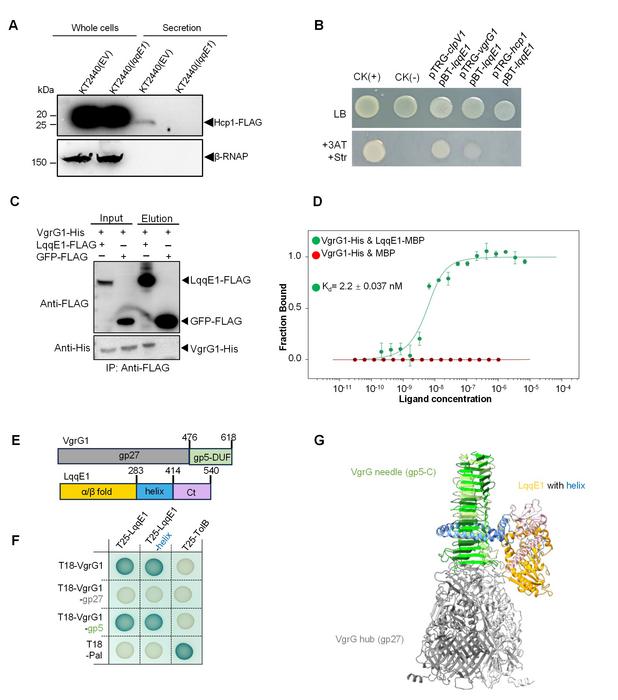 A new strategy in bacterial competition: win without battle