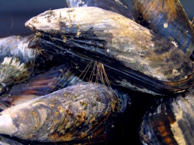 Mussels and Byssus