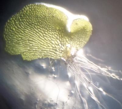 Botany Web Site Wins Prestigious Prize from <i>Science</i> (3 of 4)